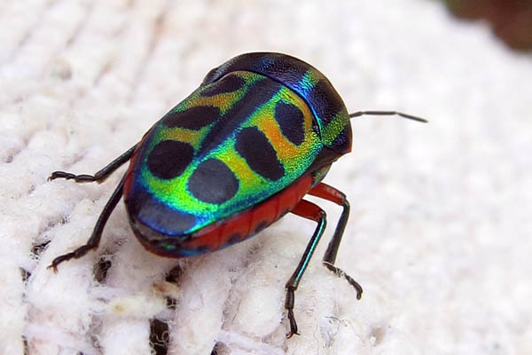 The prettiest bug I
